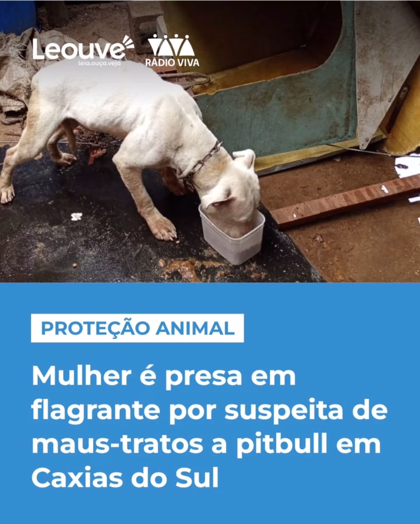 Denúncia de maus-tratos resulta em prisão em flagrante em Caxias do Sul