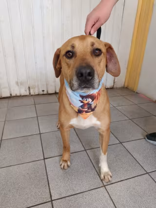 Foto de Bebê