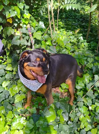 Foto de Gordo