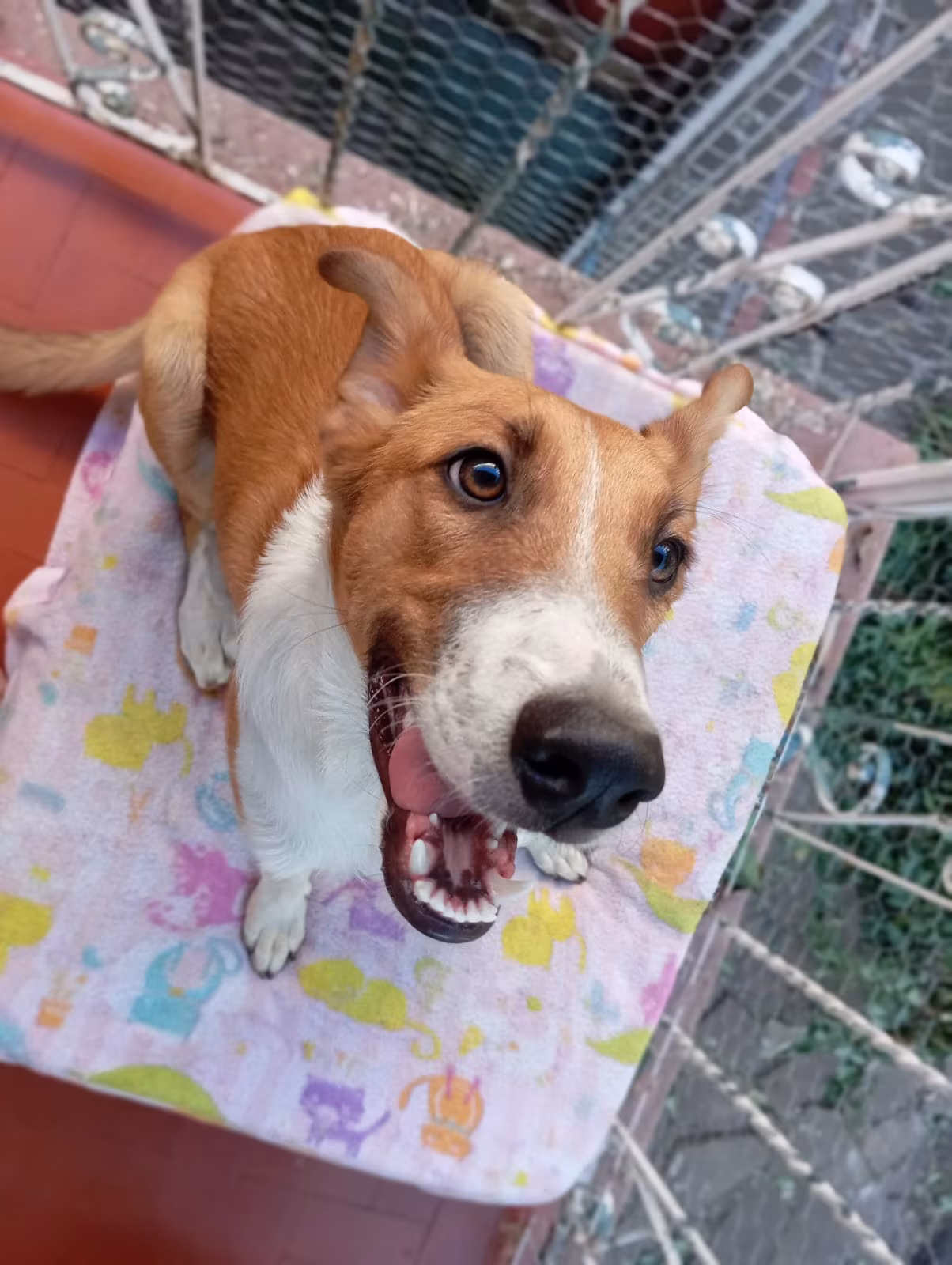 Tico