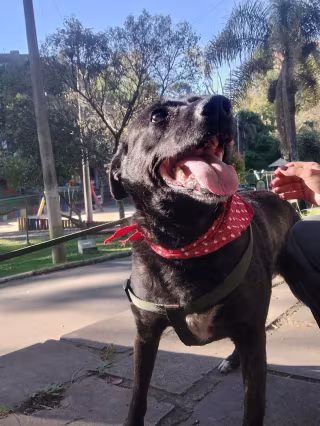Foto de Nega