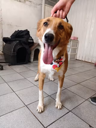 Foto de Tico
