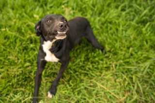 Foto de Bebezinho